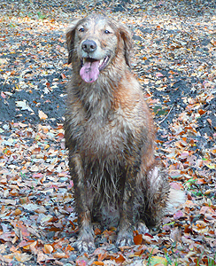 Rumba, aka Dreamweaver Walk in the Park